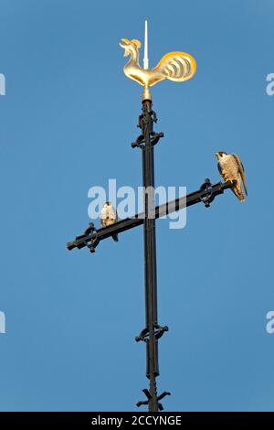 Ein Paar Peregrine Falcons (Falco peregrinus) auf der Spitze des Kirchturms der Sint Landricuskerk in echt, Limburg, Niederlande. Stockfoto