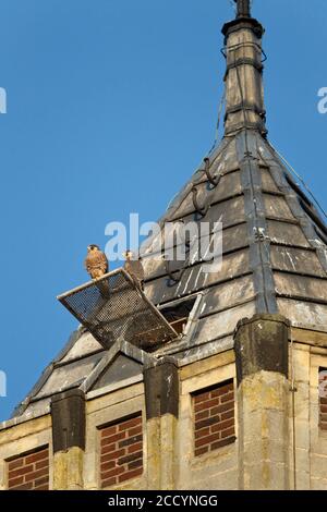 TWP großer Jugendlicher Peregrine Falcons (Falco peregrinus) auf dem Kirchturm der Sint Landricuskerk in echt, Limburg, Niederlande Stockfoto