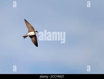 Sand Martin (Riparia riparia) fliegt gegen den blauen Himmel und fängt Nahrung in der Luft. Stockfoto