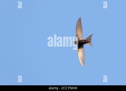 Flying White-Rumpfed Swift (Apus Caffer) in seinem Brutgebiet in Südspanien. Hoch in den Himmel fliegen. Stockfoto