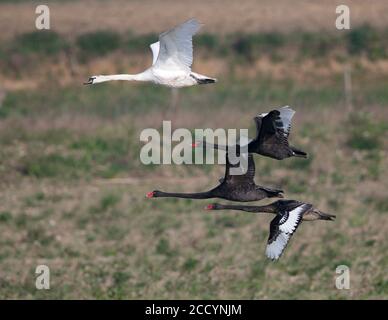 Schwarm Schwarzer Schwäne (Cygnus atratus) mit Mute-Schwamm, der entlang der Maas in den Niederlanden fliegt. Stockfoto
