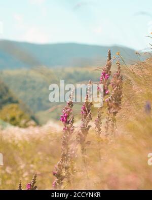 Vertikale Aufnahme von Füchshandschuhen Blumen in der Natur Stockfoto