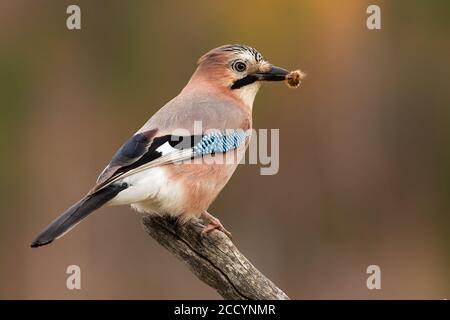 Eurasian jay sitzt auf Zweig im Frühjahr Natur mit Fang im Schnabel. Stockfoto