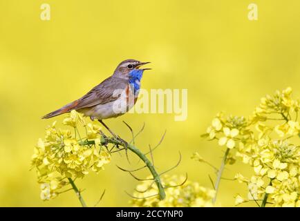 Erwachsener Weißfleckiger Blaukehlchen (Luscinia svecica), der in den Niederlanden von gelben Blüten singt. Stockfoto