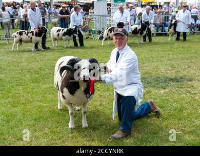 Der erste Preisträger Jacob Sheep und sein Besitzer bei der Great Yorkshire Show, Harrogate, North yorkshire Stockfoto