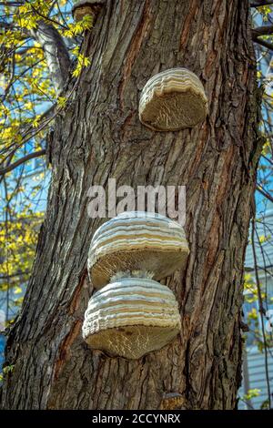 Chaga Pilz - Inonotus obliquus – wächst auf dem Baumstamm im Wald. Shelf Pilz in der alternativen Medizin verwendet Stockfoto