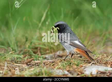 Erwachsener Rüde Black Redstart Sammeln von Lebensmitteln für seine junge, Den Oever, Niederlande. Stockfoto