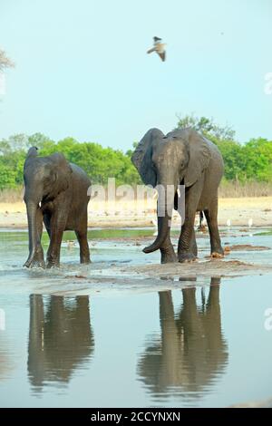 Zwei Elefanten stehen am Rand eines Wasserlochs mit einer guten Wasserspiegelung, Hwange National Park, Simbabwe Stockfoto