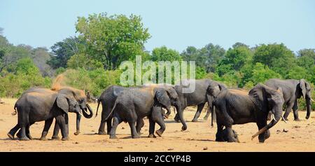 Elefantenherde Wandern über die Ebenen im Hwange National Park mit einem natürlichen Busch Hintergrund, Simbabwe, Südafrika Stockfoto