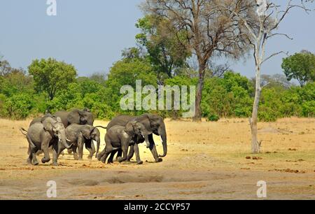 Herde afrikanischer Elefanten, die durch die trockene gelbe, trockene Savanne im Hwange National Park, Simbabwe, wandern Stockfoto