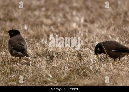 Nahaufnahme von zwei Vögeln auf Gras Stockfoto