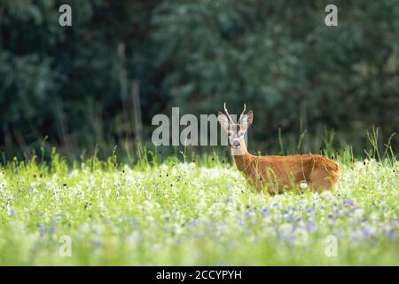 Rehe stehen auf Blumenwiese in der sommerlichen Natur. Stockfoto