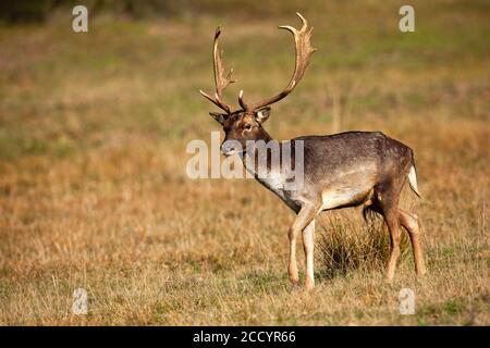 Majestätischer Damhirsch Hirsch Wandern auf dem Feld in der herbstlichen Natur. Stockfoto