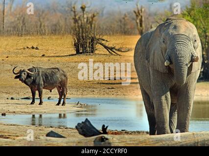 Afrikanischer Elefant vor einem Wasserloch, mit einem Cape Buffalo im Hintergrund. Nehimba, Hwange National Park, Simbabwe Stockfoto