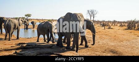 Panoramablick vom Camp auf ein Wasserloch mit einer großen Herde, die einen Drink nimmt, blickt der Elefant im Vordergrund direkt in die Kamera. Hwa Stockfoto