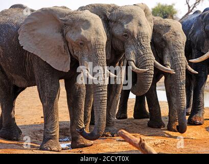 Eine kleine Herde Elefanten, die in einer Linie neben einem kleinen Wasserloch in Nehimba, Hwange National Park, Simbabwe, stehen Stockfoto