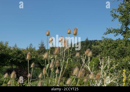 Sommer Spiky Flower Köpfe einer Teaselpflanze (Dipsacus fullonum) wächst in einer krautigen Grenze in einem Country Cottage Garden in Rural Devon, England, Großbritannien Stockfoto