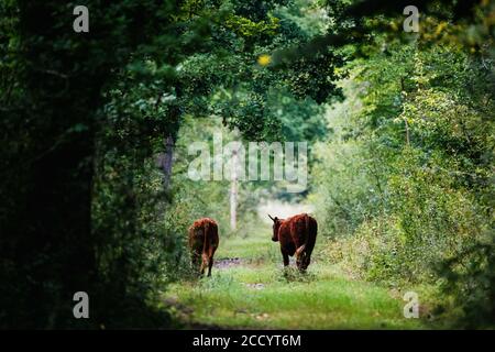 Kappel Grafenhausen, Deutschland. August 2020. Zwei Rinder traben auf einem Waldweg. Auf den sogenannten "wilden Weiden" bei Kappel-Grafenhausen leben das ganze Jahr über freilaufende Rinder und Pferde auf Wiesen und in Wäldern. Quelle: Philipp von Ditfurth/dpa/Alamy Live News Stockfoto