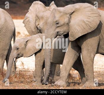 Elefantenfamilie (Loxodonta Africana) beim Stöbern in den Ebenen im South Luangwa Nationalpark, Sambia Stockfoto