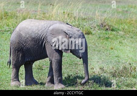 Ein Elefantenbaby (Loxondonta), der auf den grünen Ebenen der Masai Mara steht. Die Mutter ist weggezogen, aber das Baby will weiter grasen Stockfoto