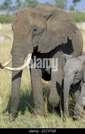 Matriarch Elefant und Kalb stehen sehr nah in einem Zeichen der Zuneigung auf den Ebenen der Masai Mara, Kenia Stockfoto