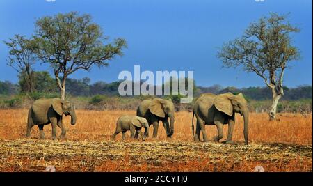 Eine kleine Herde Elefanten, die durch die afrikanischen Ebenen mit einem lebendigen blauen Himmel im South Luangwa National Park, Sambia, Afrika, wandern Stockfoto