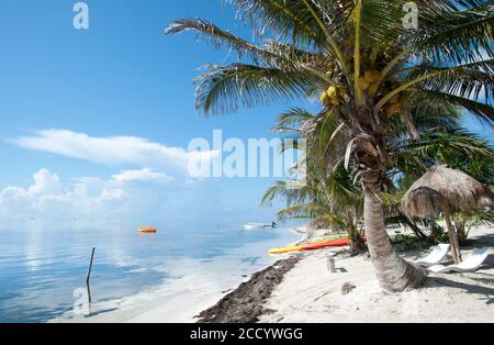 Der Morgenblick auf ruhiges Wasser und schiefe Palmen am noch leeren Strand in Mahahual Resort Stadt (Mexiko). Stockfoto