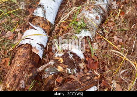 Verfaulte gefallene Birkenstämme im Herbstwald. Nahaufnahme Stockfoto