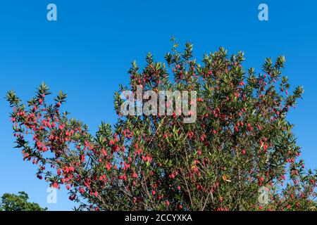 Crinodendron hookerianum bekannt als Clilean Laternenbaum Stockfoto