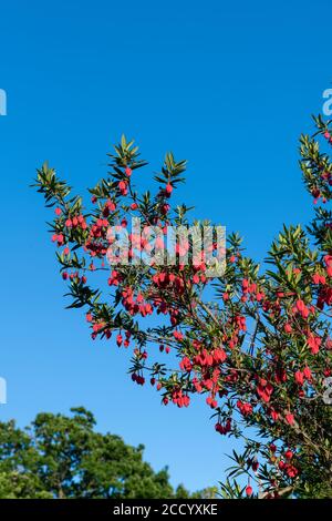 Crinodendron hookerianum bekannt als Clilean Laternenbaum Stockfoto