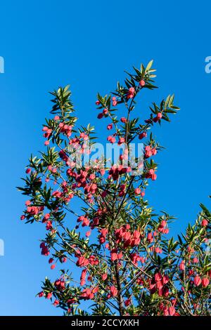 Crinodendron hookerianum bekannt als Clilean Laternenbaum Stockfoto