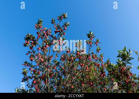 Crinodendron hookerianum bekannt als Clilean Laternenbaum Stockfoto