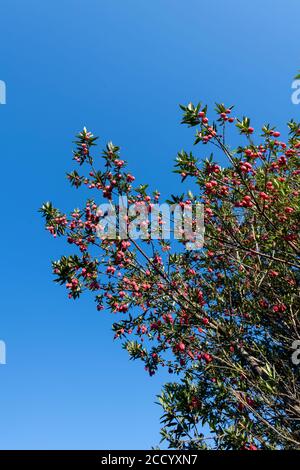 Crinodendron hookerianum bekannt als Clilean Laternenbaum Stockfoto