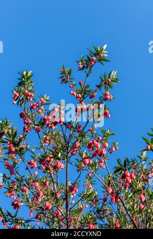 Crinodendron hookerianum bekannt als Clilean Laternenbaum Stockfoto