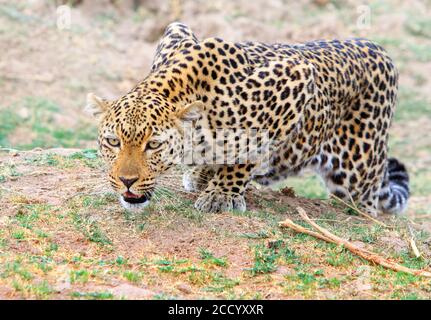 Wachsam aussehende Afrikanische Leopard (Panthera Pardus) immer bereit, in South Luangwa, Sambia zu punce Stockfoto