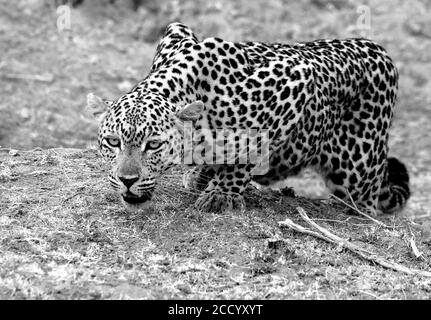 Schwarz-Weiß-Bild eines wachsam aussehenden afrikanischen Leoparden (Panthera Pardus), der sich in South Luangwa, Sambia, zum Stampfen bereit macht Stockfoto