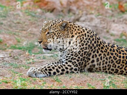 Leopardin (Panthera pardus), die zufrieden auf den afrikanischen Ebenen im South Luangwa National Park, Sambia, Südafrika liegt Stockfoto