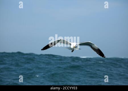 Möwe schweben über Wellen des Indischen Ozeans in der Nähe von Hermanus, Südafrika Stockfoto