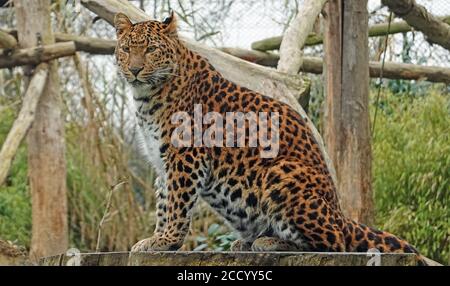 Captive Northern Chines Leopard posiert auf einem großen kreisförmigen Baum Stumpf Stockfoto