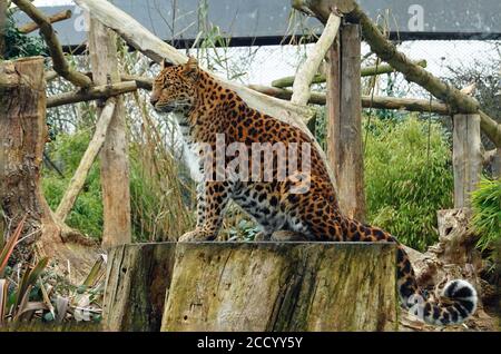 Seitenansicht eines nordchinesischen Leoparden sitzend Ein großer runder Baumstumpf in Gefangenschaft Stockfoto