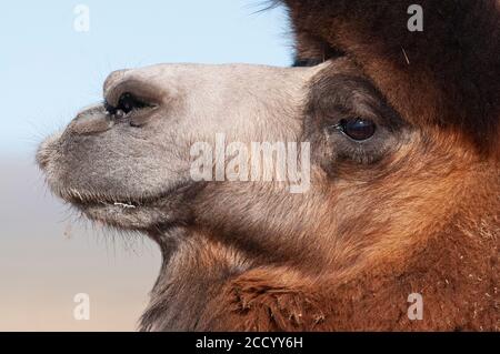 DOMESTIZIERTES BAKTRIAN KAMEL CAMELUS BATRIANUS ZUCHT MÄNNCHEN IN FEDER AN NOMADEN GER CAMP KHONGORYN ELS SANDDÜNEN IM SÜDLICHEN GOBI WÜSTE MONGOLEI WINTER Stockfoto