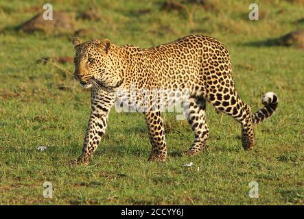 Ganzer Körper eines afrikanischen Leoparden, der durch die Ebenen der Masai Mara, Kenia, geht Stockfoto