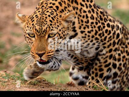 African Leopard (Panthera Pardus) im Jagdmodus, mit Vorderpfote erhöht und hocken sich nach unten immer bereit zu stürzen. South Luangwa National Park, Z Stockfoto