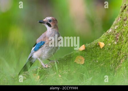 Jay in Woodland, Großbritannien. Stockfoto