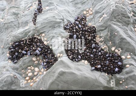 Bei Ebbe am Strand auf Ynys Llanddwyn spazierenIch schaue über die Flecken kleiner Muscheln, die an den Felsen hängen. Die Farbe und Textur. Stockfoto