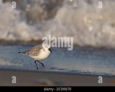 Sanderling, Calidris alba, Holkham, Norfolk, Winter Stockfoto