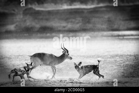 Schwarz-Weiß-Bild eines Paares afrikanischer Zunfthunde, die eine Puku-Antilope im South Luangwa National Park, Sambia, Südafrika angreifen Stockfoto