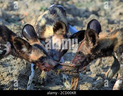 Wild Dog Welpen Fütterung auf eine kürzlich töten. Wildhunde sind vom Aussterben bedroht und werden von Forschern im South Luangwa National Park, Zambi, streng überwacht Stockfoto