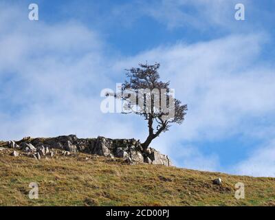 Ikonischer einteiliger, zerklüftter Weißdorn-Baum (Crataegus monogyna) auf Kalksteinpflaster, umrahmt von blauem Himmel in Malham North Yorkshire, England, Großbritannien Stockfoto