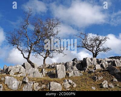Drei ikonische, zerklüftete, windgepeitschte Bäume auf Kalksteinpflaster, die vor blauem Himmel und flauschigen Wolken in Malham North Yorkshire, England, England, geschildet wurden Stockfoto
